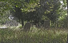 Seregélyes izraelita temető