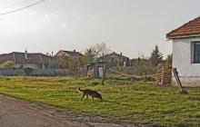 Izraelita temetők: Sajópetri